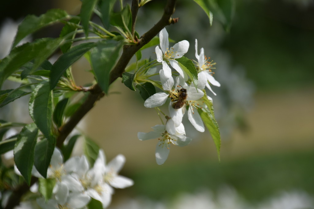 Honey Bee On Blossom by gillian1912