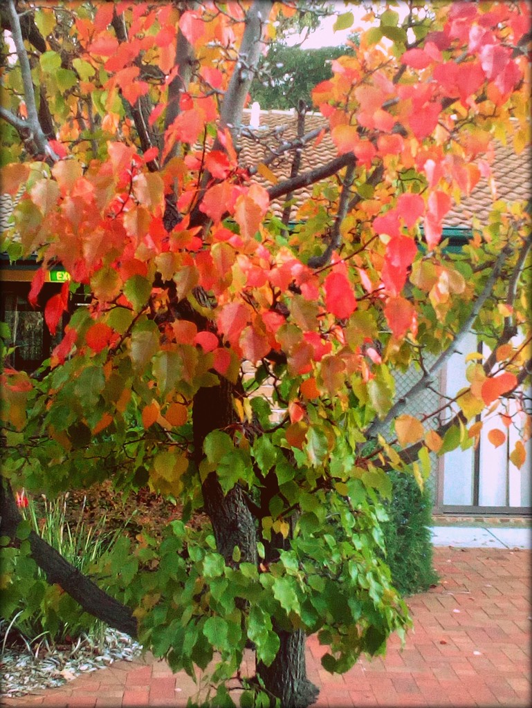 Autumn foliage by cruiser