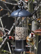 13th May 2018 - Goldfinches