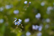 11th May 2018 - Forget-me-not