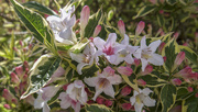 13th May 2018 - Variegated Weigela