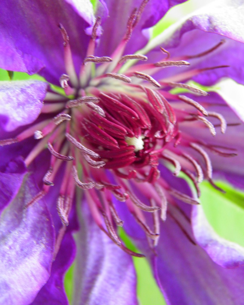 May 14: Clematis by daisymiller