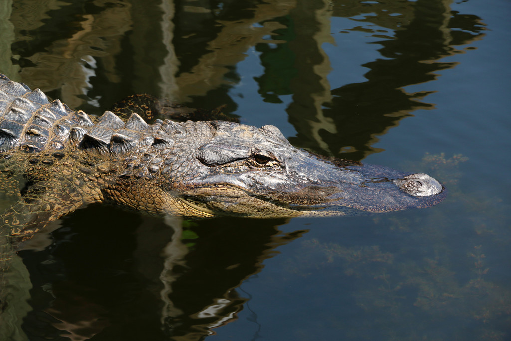 Alligator by ingrid01