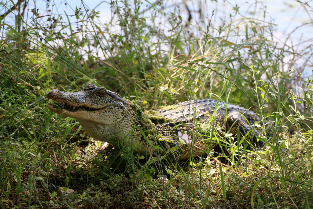 Young Alligator by ingrid01