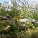 Young Alligator by ingrid01