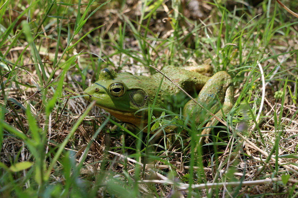 Green frog by ingrid01