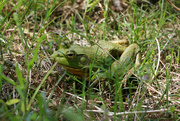 7th May 2018 - Green frog