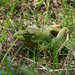 Green frog by ingrid01