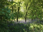 13th May 2018 - Bluebell Wood
