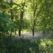 Bluebell Wood by 365projectmaxine