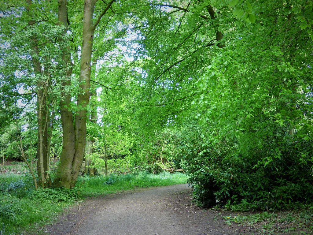 A woodland walk  by beryl
