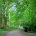 A woodland walk  by beryl