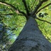 Beech tree by 365projectdrewpdavies