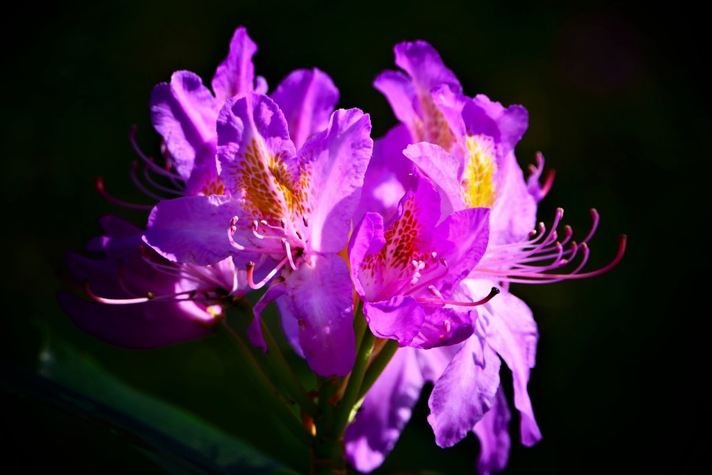 Rhododendron by carole_sandford