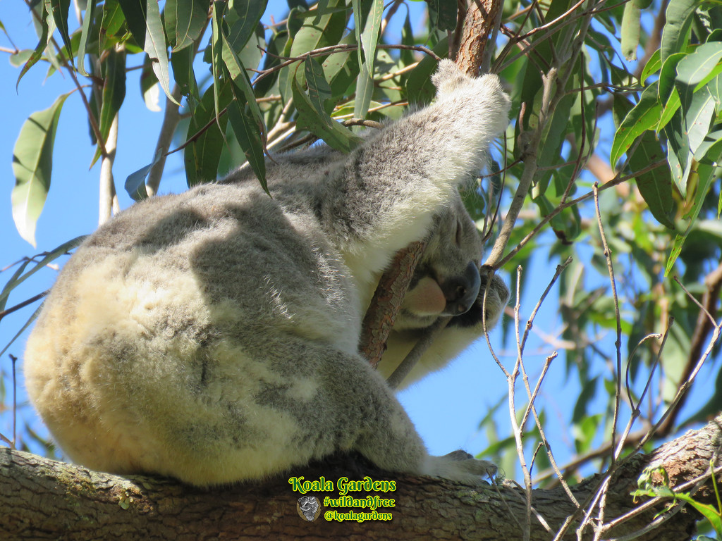 hold tight by koalagardens