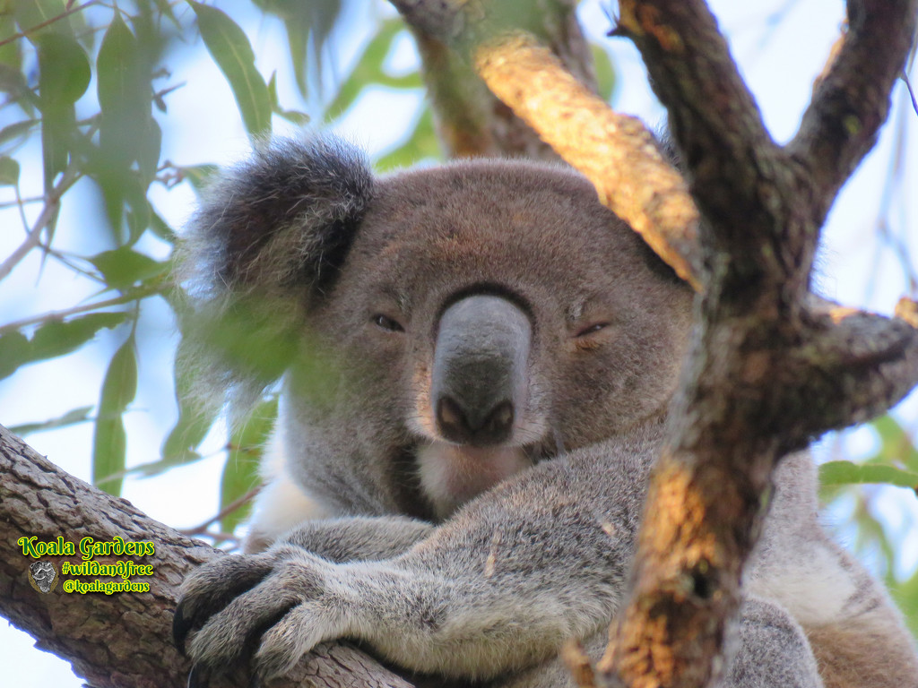 watching me by koalagardens