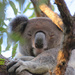 watching me by koalagardens