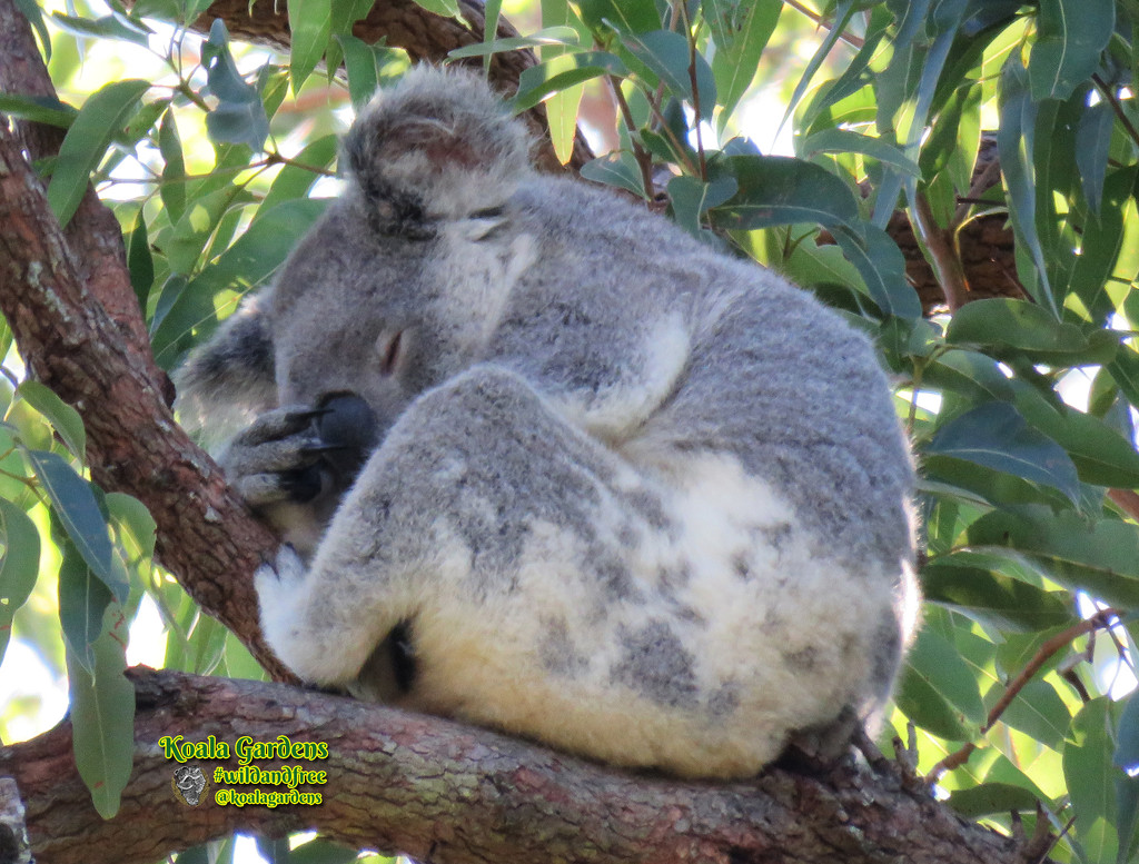 sleep thinking by koalagardens