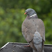 Pigeon on the Roof in the Rain by leonbuys83