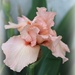 Pink Iris by essiesue