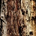 Tree Bark by judithdeacon