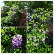 14th May 2018 - Wisteria