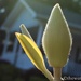 Magnolia bloom... by thewatersphotos
