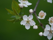 12th May 2018 - Apple Blossoms