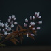 Serviceberry Blossoms by selkie