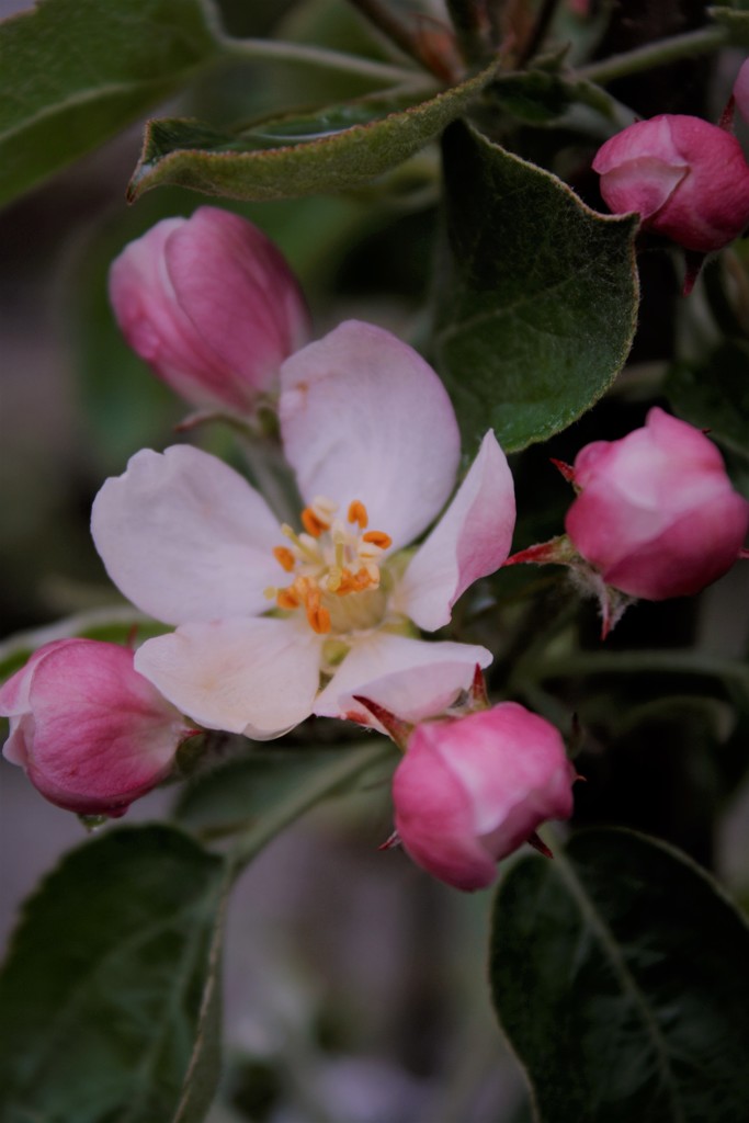Apple Blossom by clay88
