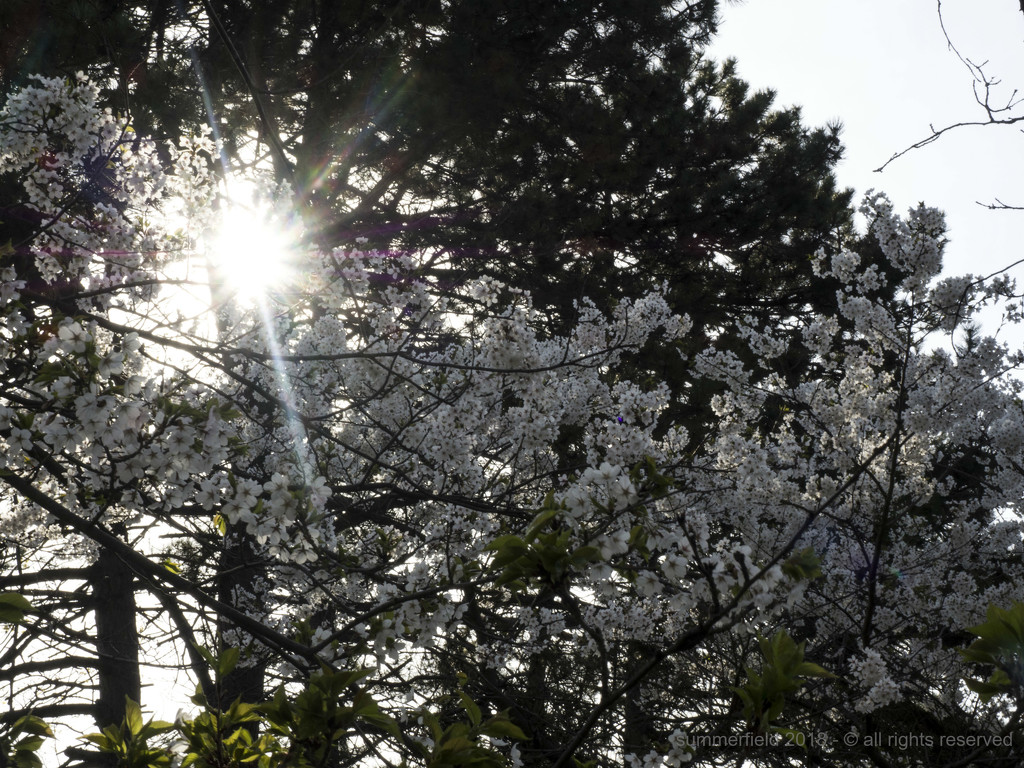 sunbursts through the cherry blossoms by summerfield