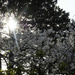 sunbursts through the cherry blossoms by summerfield