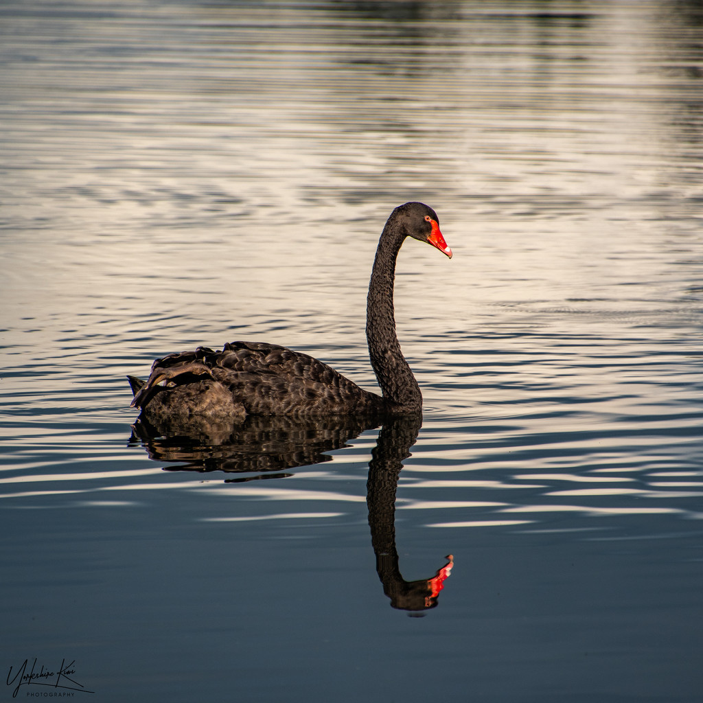 Black Swan Reflection by yorkshirekiwi