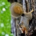 Squirrel With Swirl by lynnz