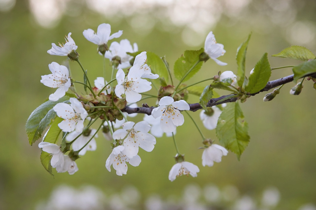 Apple blossoms by kiwichick