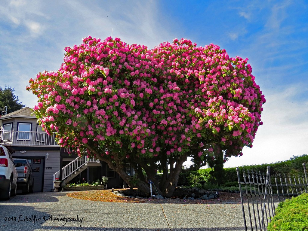 Rhododendrum Record Breaker by kathyo