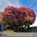 Rhododendrum Record Breaker by kathyo