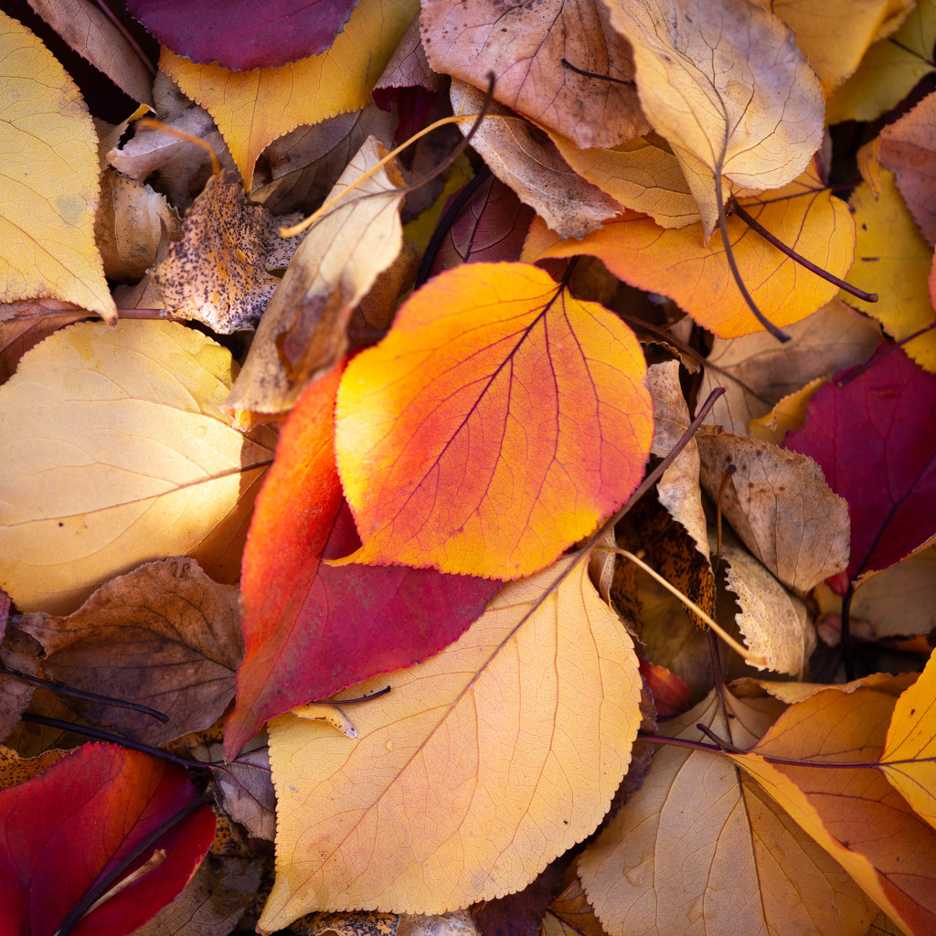 Autumn Leaves by yaorenliu