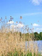 15th May 2018 - The tall grasses by the mere !