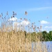 The tall grasses by the mere ! by beryl