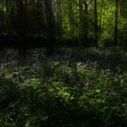 14th May 2018 - Dappled bluebell wood