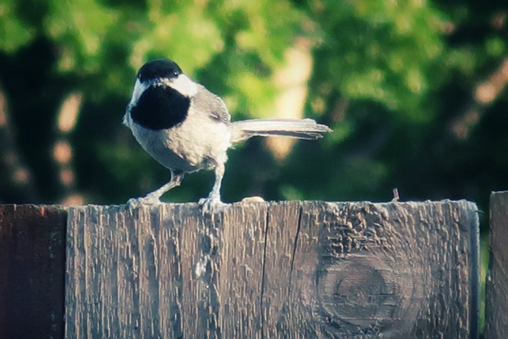 A Black Capped Chickadee on the neighbor’s fence  by louannwarren