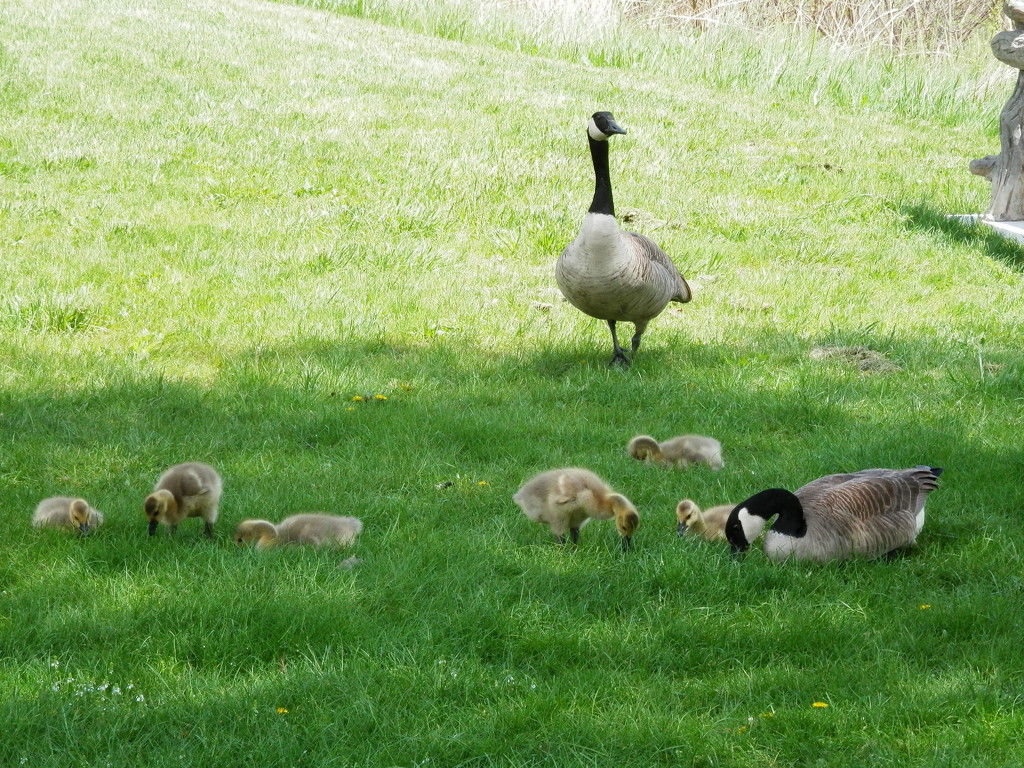Family of Geese by julie