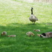 Family of Geese by julie
