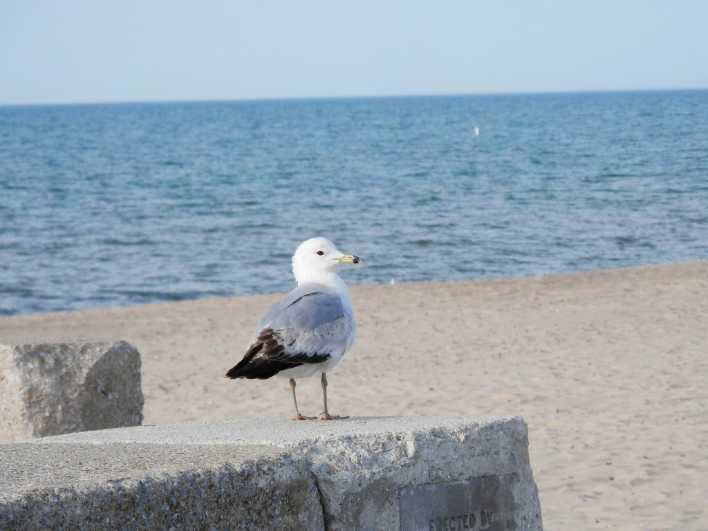 Seagull at Lake Michigan by julie