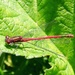 Large red damselfly Pyrrhosoma nymphula by julienne1