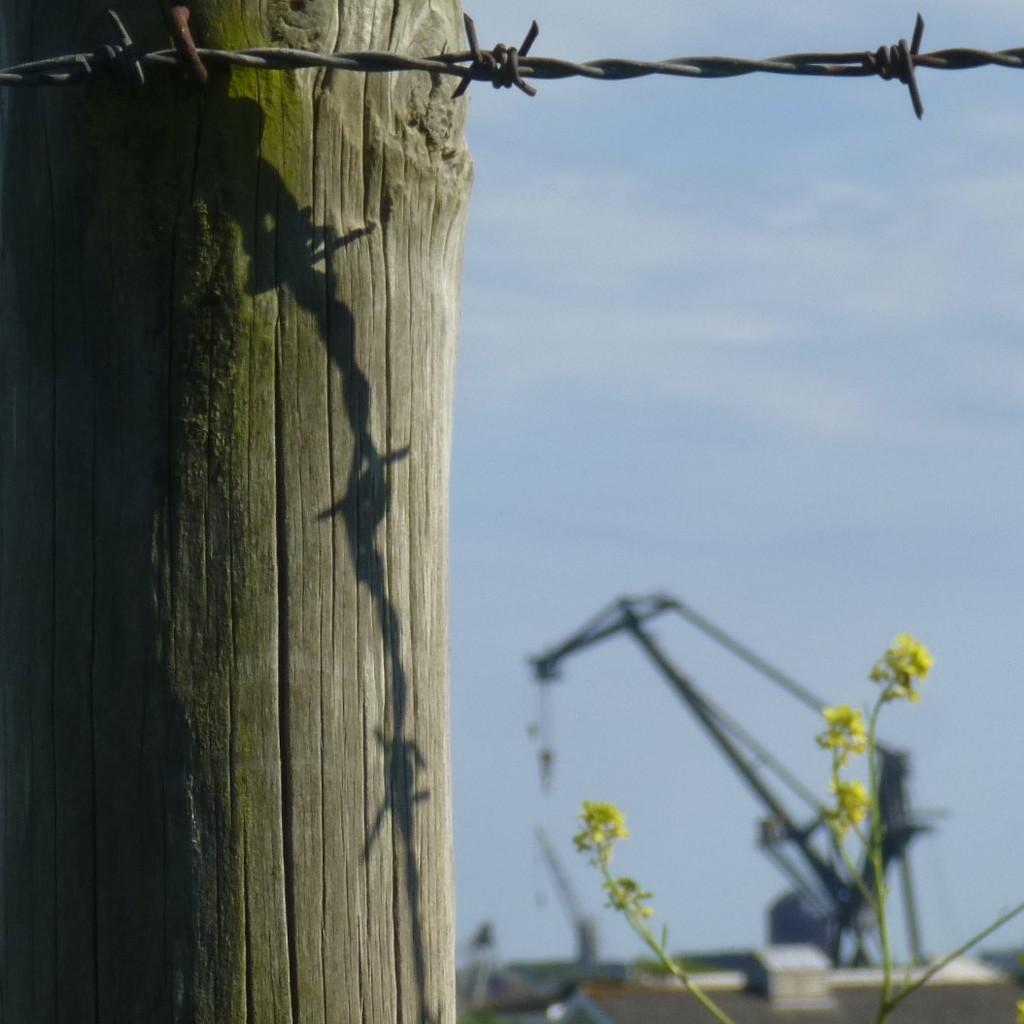 Post, Wire, Rapeseed and OUR Crane by 30pics4jackiesdiamond