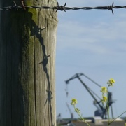 14th May 2018 - Post, Wire, Rapeseed and OUR Crane