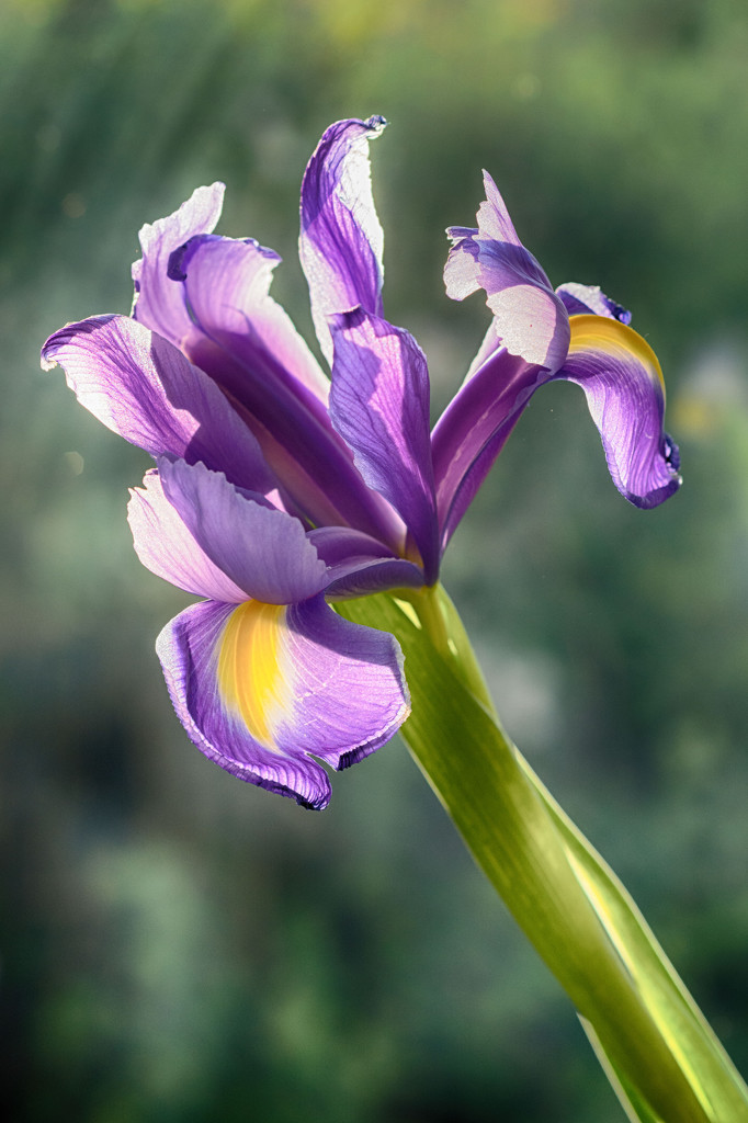 Iris by rumpelstiltskin