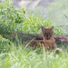 Dhole pup by leonbuys83